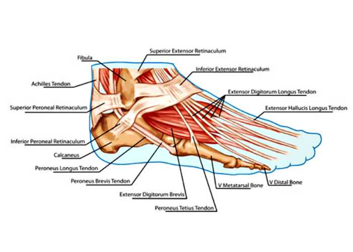 Anatomia do Pes